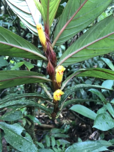 Columnea guttata