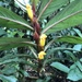 Columnea guttata - Photo (c) Jared Shorma, some rights reserved (CC BY), uploaded by Jared Shorma