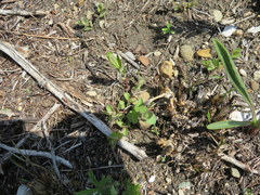 Hypericum sphaerocarpum