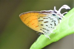 Drupadia ravindra
