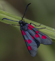 Zygaena trifolii