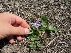 Viola septentrionalis