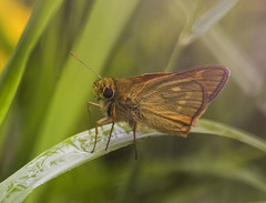 Ochlodes sylvanus