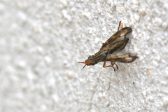 Dorycera grandis