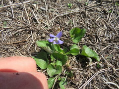 Viola septentrionalis