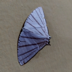 Urapteroides astheniata