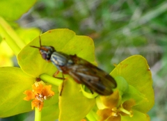 Otitini