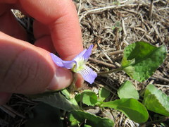 Viola septentrionalis
