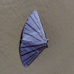 Urapteroides astheniata