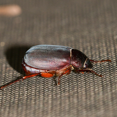 Phyllophaga prunina