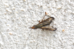 Dorycera grandis
