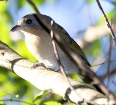 Telophorus olivaceus
