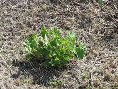 Heuchera richardsonii