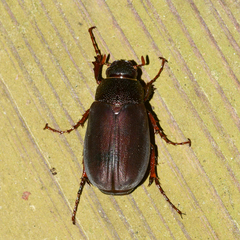 Phyllophaga prunina