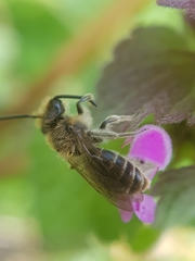 Andrena ovatula