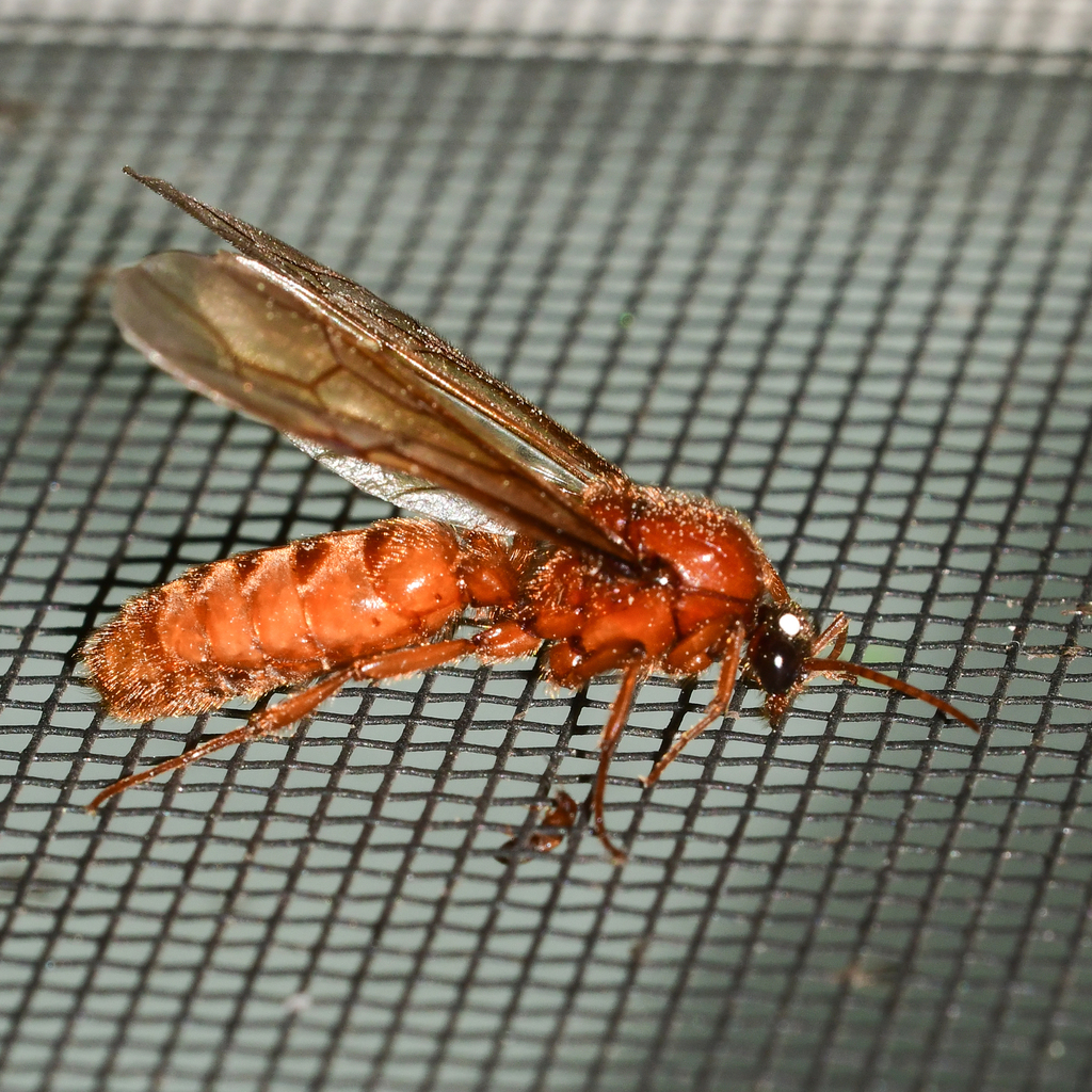 Labidus coecus from Caddo Parish, LA, USA on April 28, 2021 at 05:47 AM ...