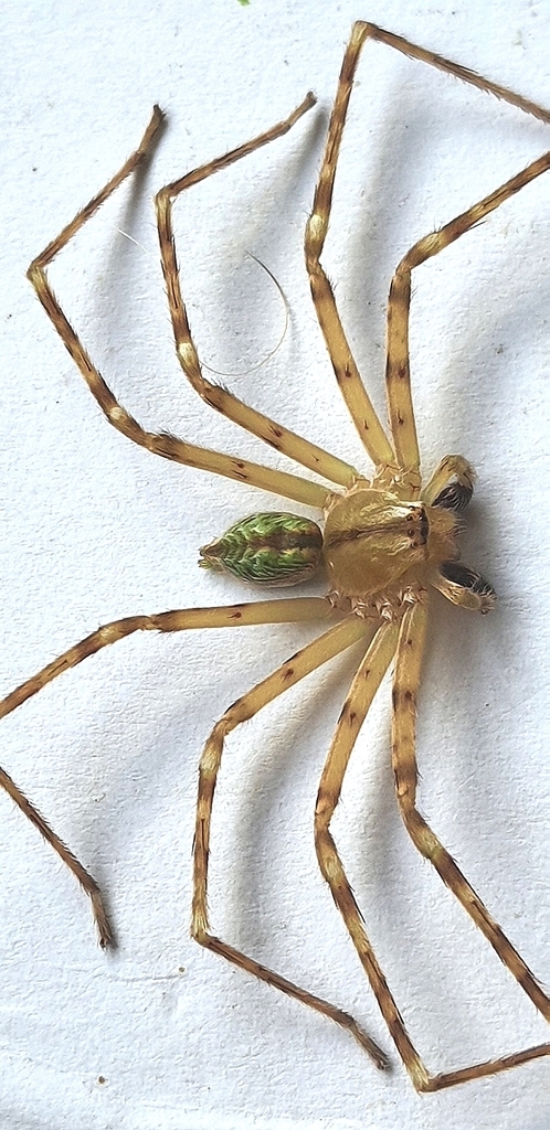 Sparassinae