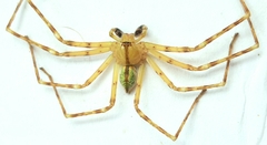 Macrinus pollexensis