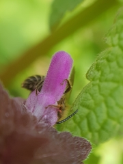 Andrena ovatula