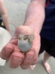 Molgula manhattensis