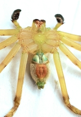 Macrinus pollexensis