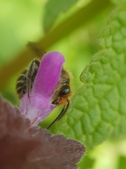 Andrena ovatula