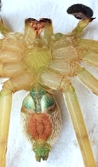 Macrinus pollexensis