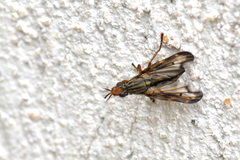 Dorycera grandis