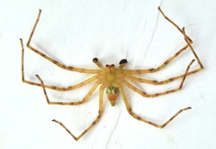 Macrinus pollexensis