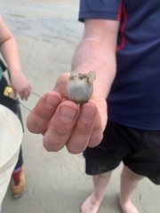 Molgula manhattensis