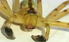 Macrinus pollexensis