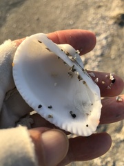 Anadara secticostata