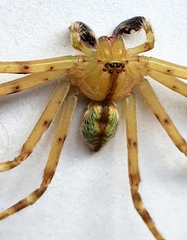 Macrinus pollexensis