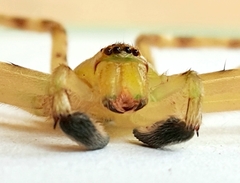 Macrinus pollexensis