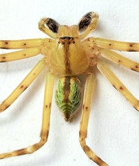 Macrinus pollexensis