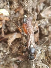 Ichneumon extensorius
