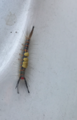Orgyia detrita