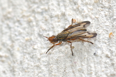 Dorycera grandis