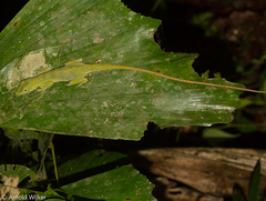 Anolis punctatus