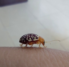 Blepharida jacobyana