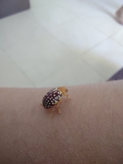 Blepharida jacobyana