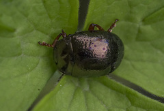 Chrysolina bankii