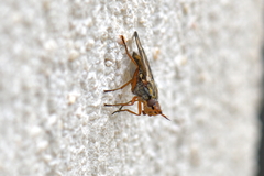 Dorycera grandis