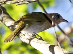 Telophorus olivaceus