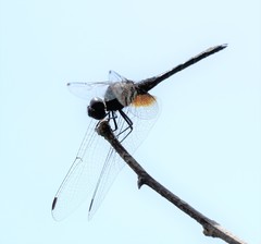 Trithemis festiva