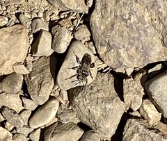 Leiopodus singularis