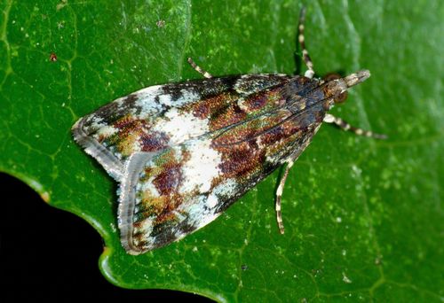 Eudonia dinodes Meyrick