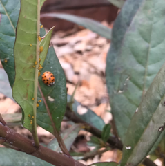 Harmonia axyridis