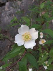 Philadelphus calcicola