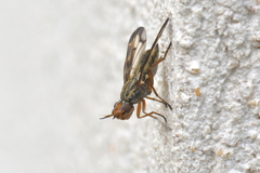 Dorycera grandis